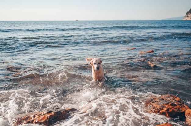 Feliz alegre golden retriever nadando, correndo, pulando, jogando com a água na costa do mar no verão