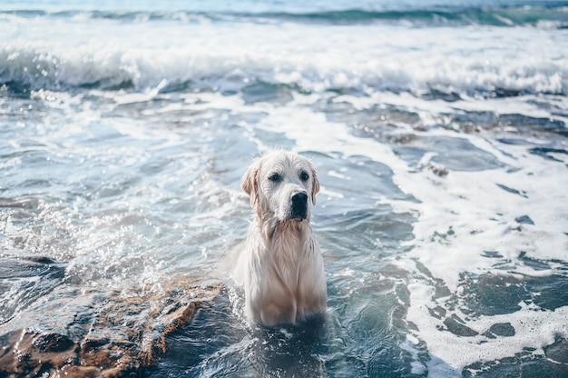 Feliz alegre golden retriever nadando corriendo saltando juegos con agua en la costa del mar en verano