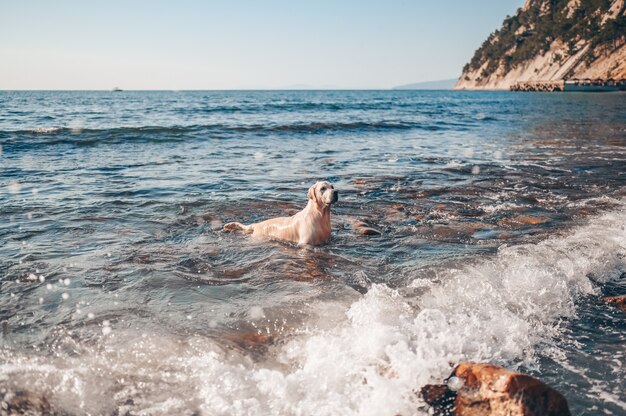 Feliz alegre golden retriever nadando corriendo saltando juegos con agua en la costa del mar en verano.