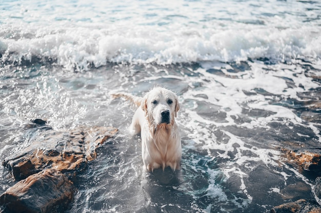 Feliz alegre golden retriever nadando corriendo saltando juegos con agua en la costa del mar en verano.