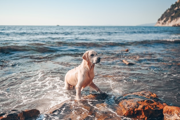 Feliz alegre golden retriever nadando corriendo saltando juegos con agua en la costa del mar en verano