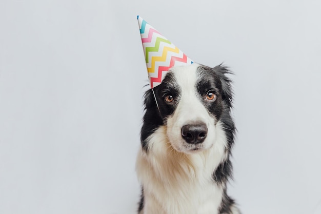 Feliz aniversário conceito de festa engraçado cachorrinho fofo border collie usando chapéu bobo de aniversário isolado