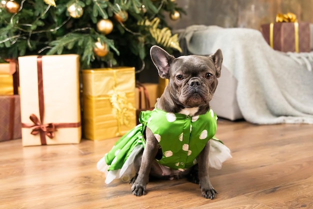 Feliz Ano Novo, feriados de Natal e celebração Cachorro perto da árvore de Natal Raça fofa de cachorro Bulldog Francês