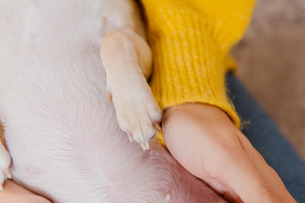 Feliz Ano Novo, férias de Natal e celebração. Cão (animal de estimação) perto da árvore de Natal.