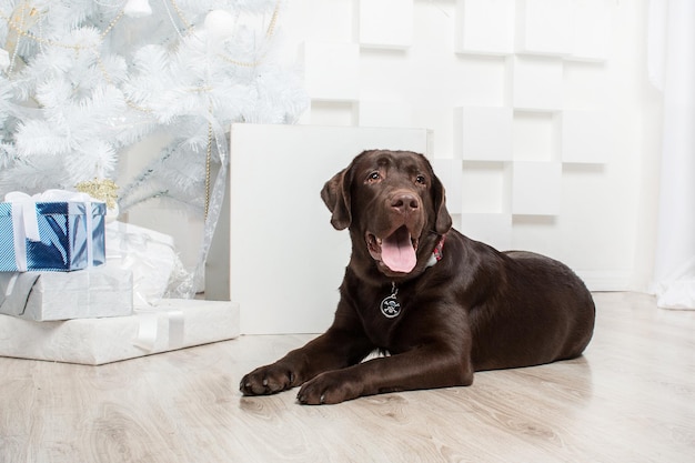 Feliz Ano Novo, férias de Natal e celebração. Cão (animal de estimação) perto da árvore de Natal.