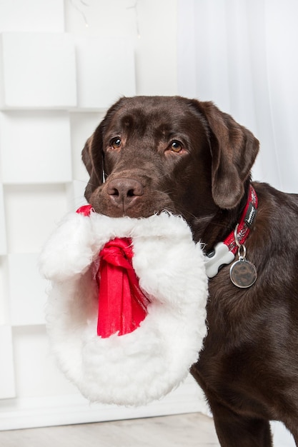 Feliz Ano Novo, férias de Natal e celebração. Cão (animal de estimação) perto da árvore de Natal.