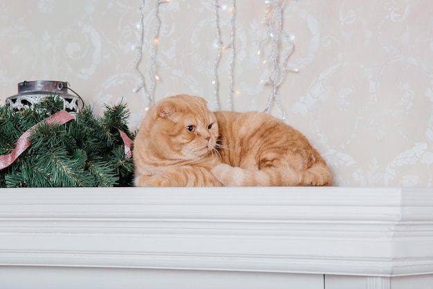 Feliz Ano Novo, férias de Natal e celebração. Retrato de Scottish Fold da raça do gato.