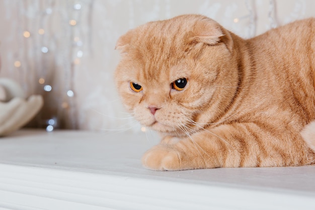 Feliz Ano Novo, férias de Natal e celebração. Retrato de Scottish Fold da raça do gato.