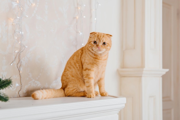 Feliz Ano Novo, férias de Natal e celebração. Retrato de Scottish Fold da raça do gato.