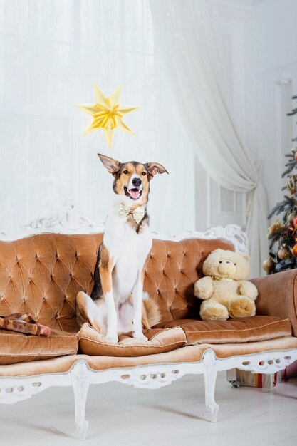 Foto feliz año nuevo fiestas de navidad y celebración perro mascota en la habitación cerca del árbol de navidad