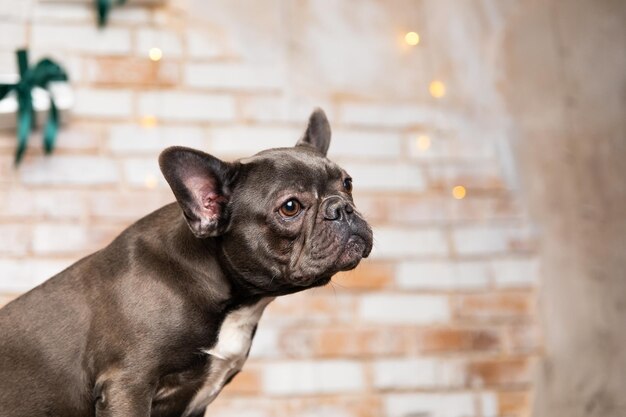 Feliz año nuevo, vacaciones navideñas y celebración Perro mascota con caja de regalo Lindo perro Bulldog Francés raza