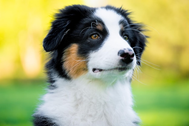 Feliz australiano en el prado con hierba verde en verano o primavera hermoso pastor australiano cachorro de 3 meses de edad retrato en primer plano perro lindo disfruta jugando en el parque al aire libre