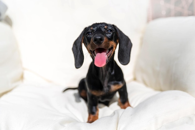 Feliz cachorrinho de dachshund sentado no sofá branco