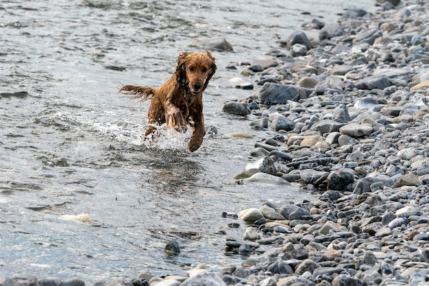 Feliz cachorro cocker spaniel en el río