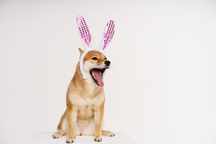 Foto feliz cachorro de raça pura shiba inu vestido com uma fantasia com orelhas de coelho para celebrar a páscoa destaca seu ...