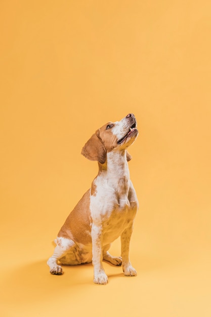 Foto feliz cachorro fofo olhando para cima