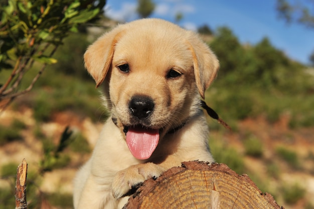 feliz cachorro labrador retriever