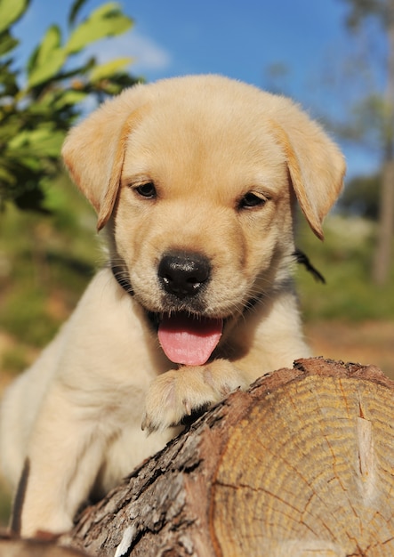 feliz cachorro labrador retriever