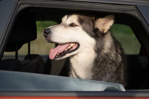 Feliz cachorro malamute do Alasca sentar no carro. esperando pelo dono.