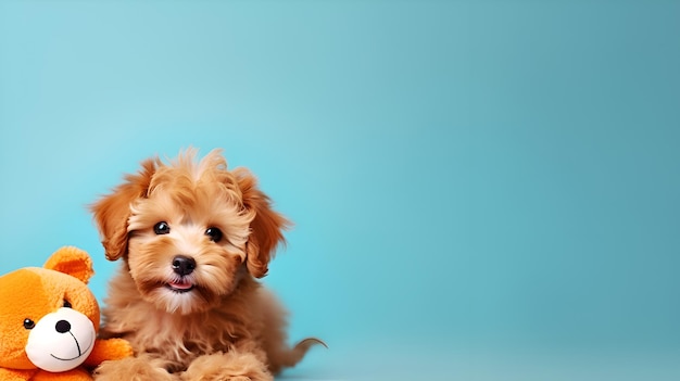 Foto feliz cachorro maltipoo con juguete para perros contra el espacio de copia de fondo azul claro alegre cachorro maltipoo colocado sobre fondo azul pastel alegre cachorro maltipoo en un entorno azul claro concepto de cuidado de mascotas