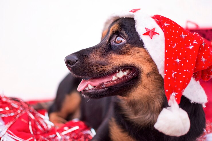 Feliz cachorro con sombrero rojo de Navidad sobre fondo blanco de invierno