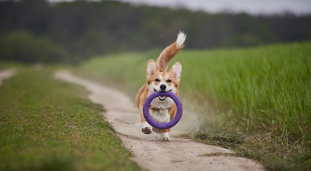 Feliz cachorro Welsh Corgi Pembroke brincando com o extrator no campo de primavera