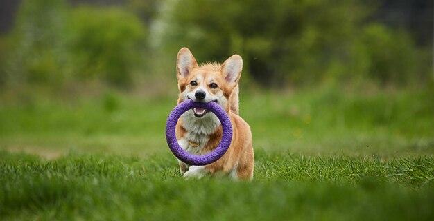 Foto feliz cachorro welsh corgi pembroke brincando com puxador no parque da primavera