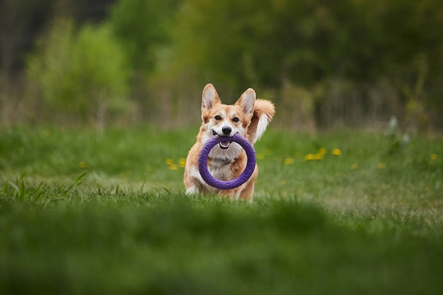 Foto feliz cachorro welsh corgi pembroke brincando com puxador no parque da primavera