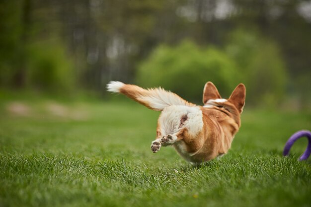 Feliz cachorro Welsh Corgi Pembroke brincando com puxador no parque da primavera