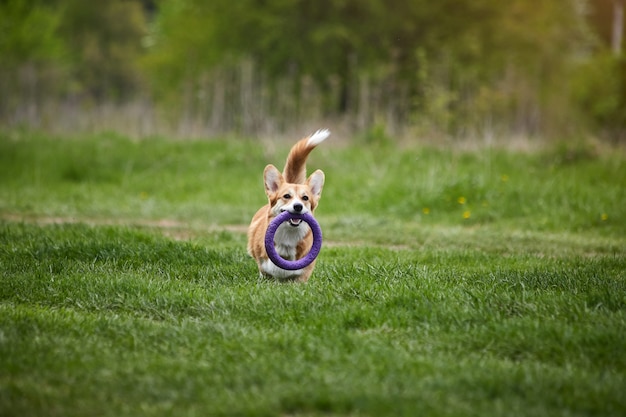 Foto feliz cachorro welsh corgi pembroke brincando com puxador no parque da primavera