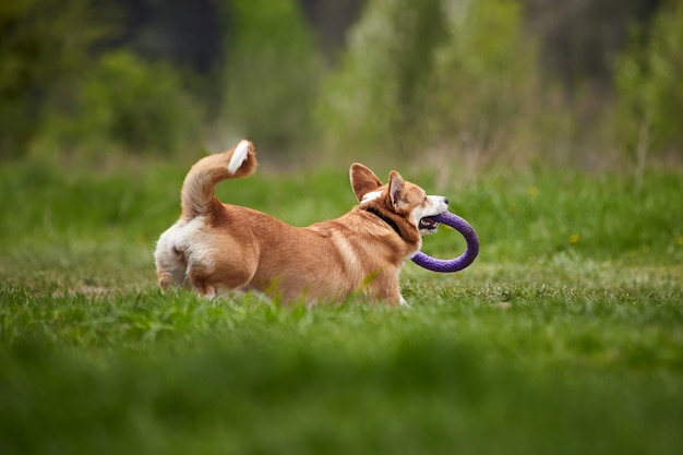 Feliz cachorro Welsh Corgi Pembroke brincando com puxador no parque da primavera