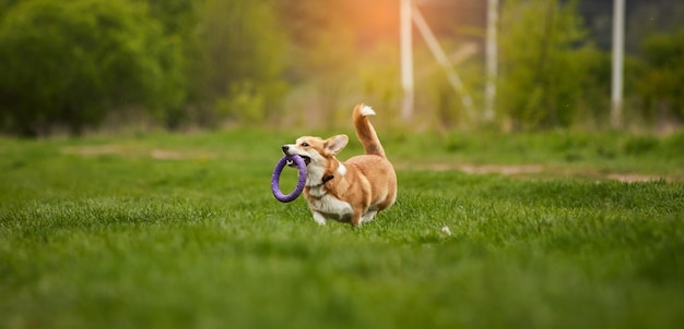 Feliz cachorro Welsh Corgi Pembroke brincando com puxador no parque da primavera