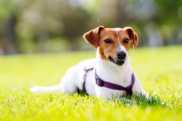 Feliz cão ativo jack russell jogando no parque Conceito de cão doméstico