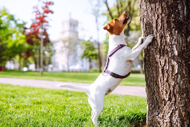 Feliz cão ativo jack russell jogando no parque Conceito de cão doméstico