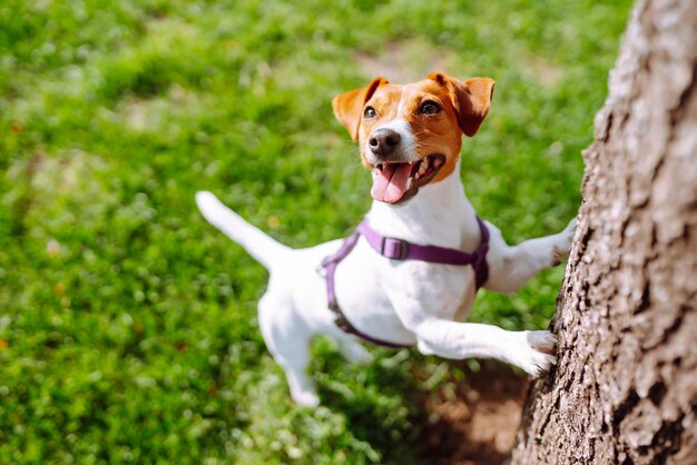 Feliz cão ativo jack russell jogando no parque Conceito de cão doméstico