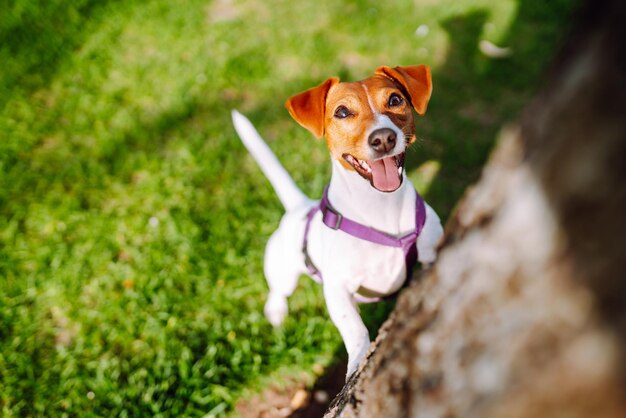 Feliz cão ativo jack russell jogando no parque Conceito de cão doméstico