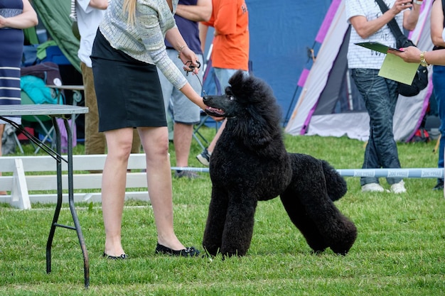 Feliz cão curioso da raça Royal Poodle no show