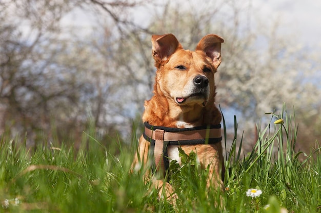 Feliz cão de raça mista vermelha no arnês relaxando na grama com flores da primavera