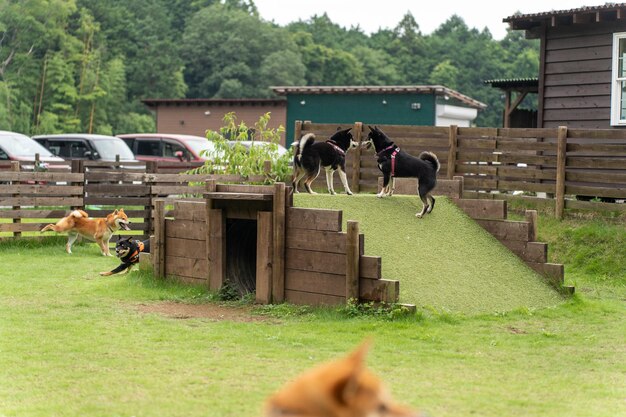 Feliz cão shiba inu no pastor amarelo e preto Lapponian Lapinporokoira ou cão Lapp Reindeer