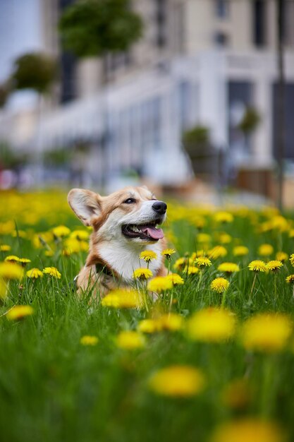 Feliz cão Welsh Corgi Pembroke sentado no campo de leão amarelo na grama sorrindo na primavera
