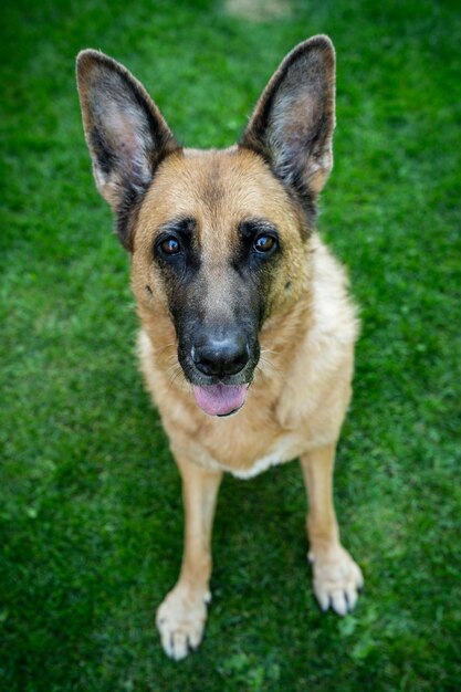 Feliz cara de cachorro pastor alemão cão adulto no jardim de casa
