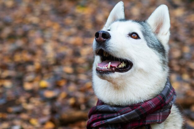 Feliz cara de husky sonriendo. Canadiense, perro del norte. Copia espacio