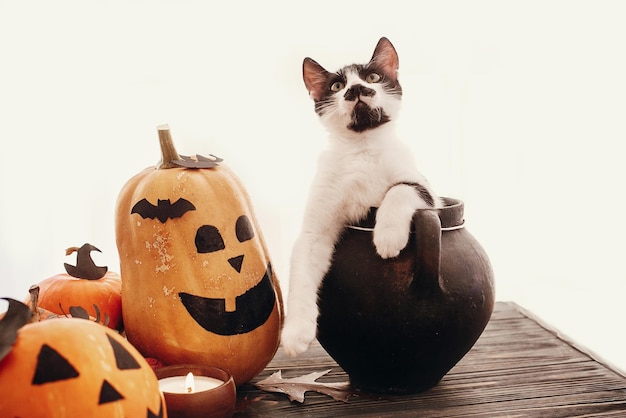 Feliz conceito de Halloween Abóboras jackolantern gato sentado no caldeirão de bruxa morcegos aranha vela folhas de outono em madeira preta em luz Espaço para texto Saudação da temporada