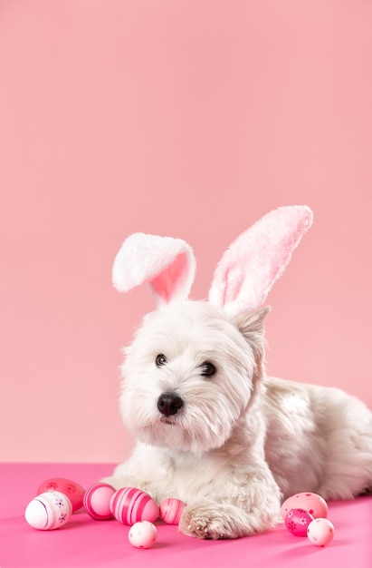 Feliz conceito de páscoa preparação para o feriado cachorro branco fofo ao lado de ovos de páscoa coloridos cartão postal de primavera