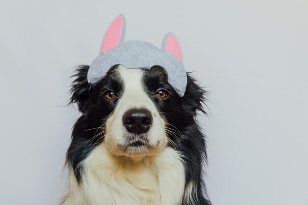 Feliz concepto de Pascua Preparación para las vacaciones Lindo cachorro gracioso border collie con orejas de conejo de Pascua aisladas sobre fondo blanco Tarjeta de felicitación de primavera