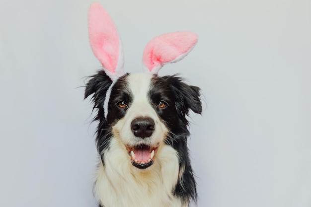 Feliz concepto de Pascua Preparación para las vacaciones Lindo cachorro gracioso border collie con orejas de conejo de Pascua aisladas sobre fondo blanco Tarjeta de felicitación de primavera
