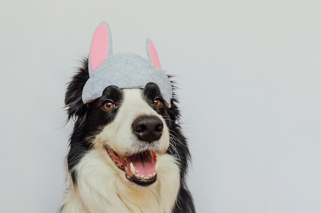 Feliz concepto de Pascua Preparación para las vacaciones Lindo cachorro gracioso border collie con orejas de conejo de Pascua aisladas sobre fondo blanco Tarjeta de felicitación de primavera