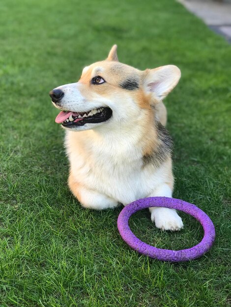 Foto feliz corgi.