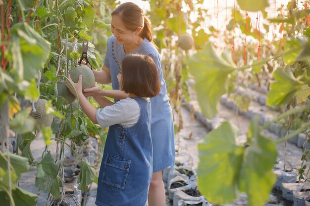 Foto feliz, criança asiática, ajudando, dela, mãe, colheita, melão, em, planta casa verde