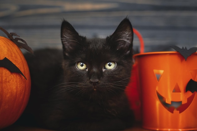 Feliz dia das bruxas Gato malvado preto e abóbora com morcegos no fundo escuro de madeira Gatinho emocional preto posando em decorações de feriados comemorando o dia das bruxas em casa